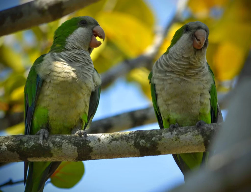 2_small_parrots_at_flamengo_beach-1024x782